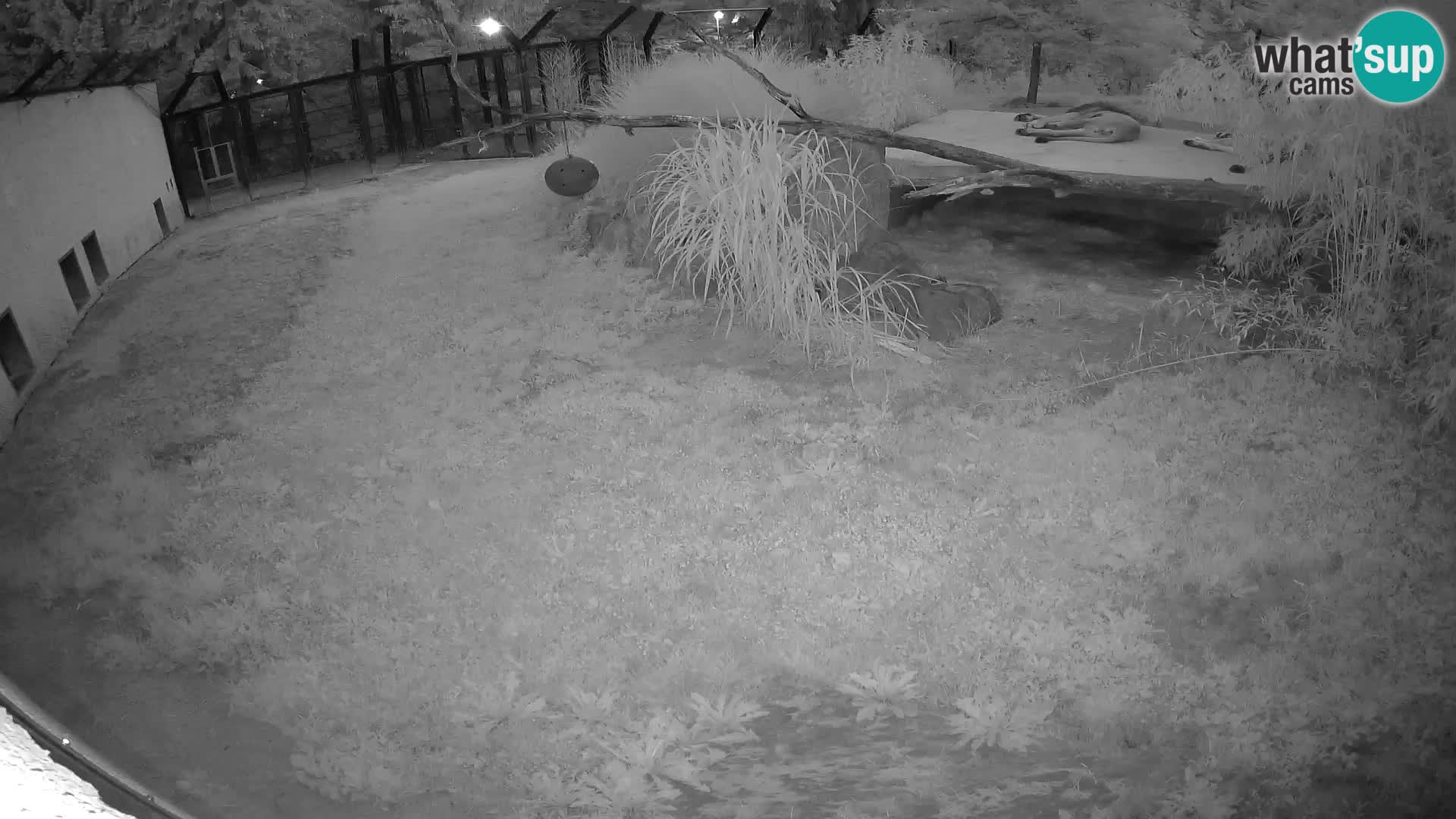 LION live Webcam in Ljubljana Zoo – Slovenia