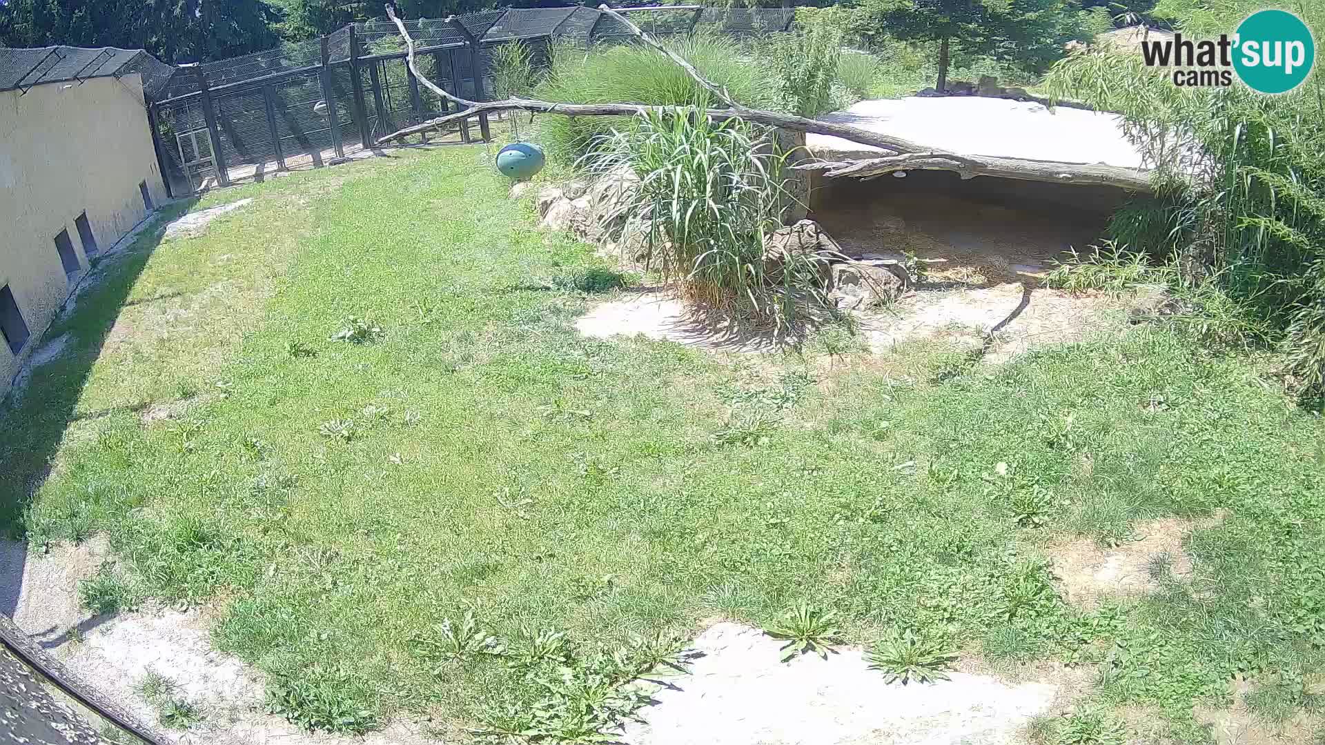 LEVI spletna kamera v živalskem vrtu Ljubljana Zoo