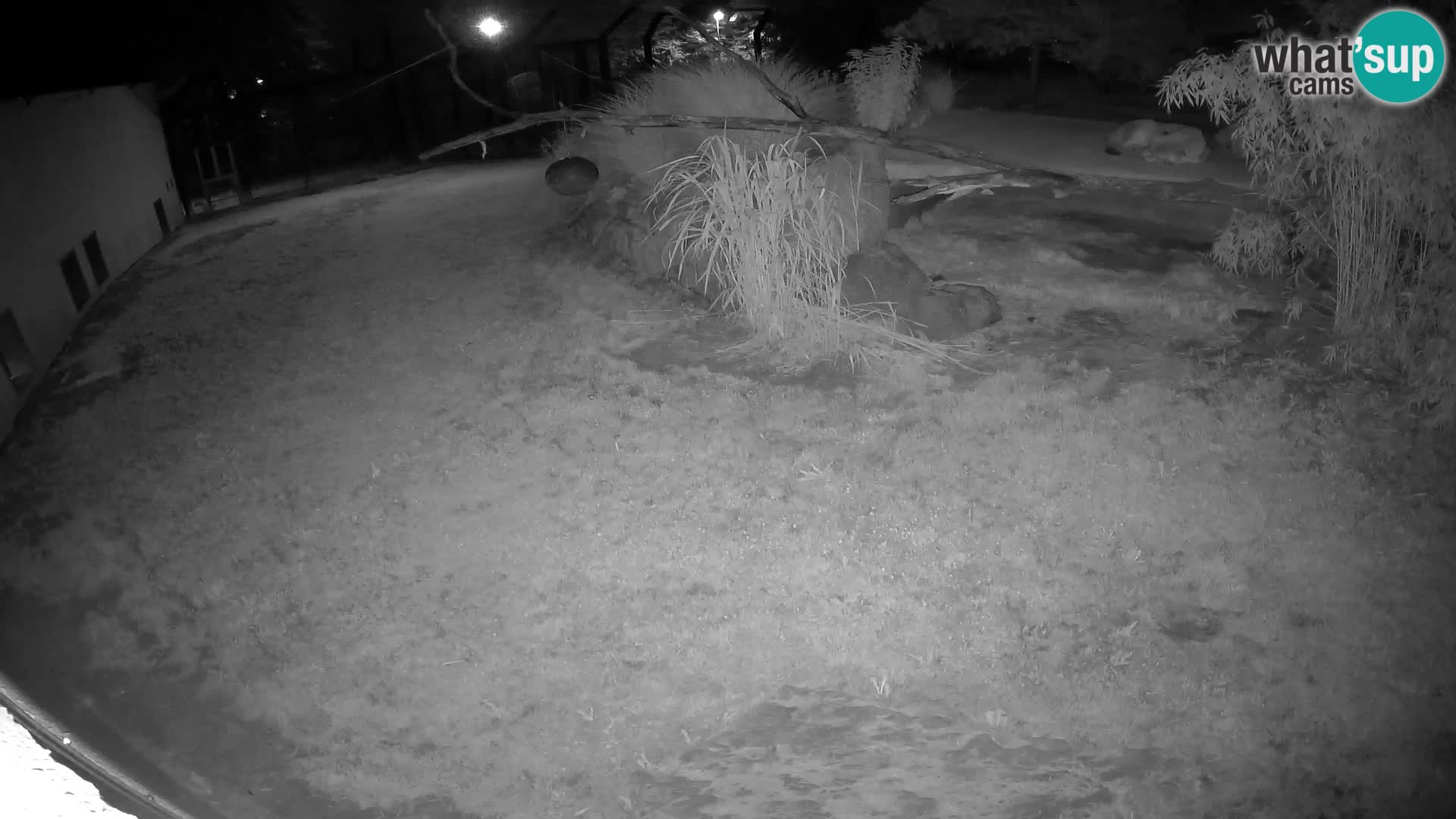 LEONE live Webcam nello zoo di Lubiana – Slovenia