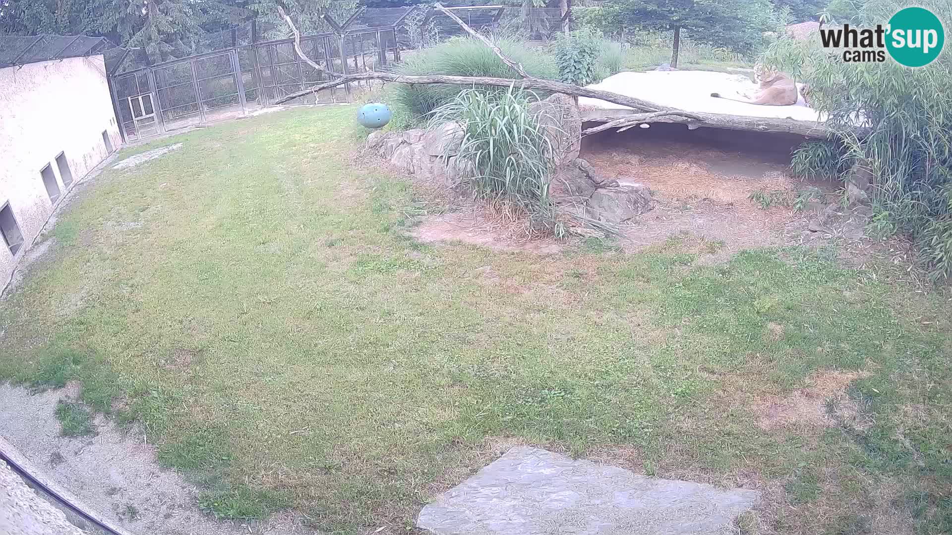 LEONE live Webcam nello zoo di Lubiana – Slovenia