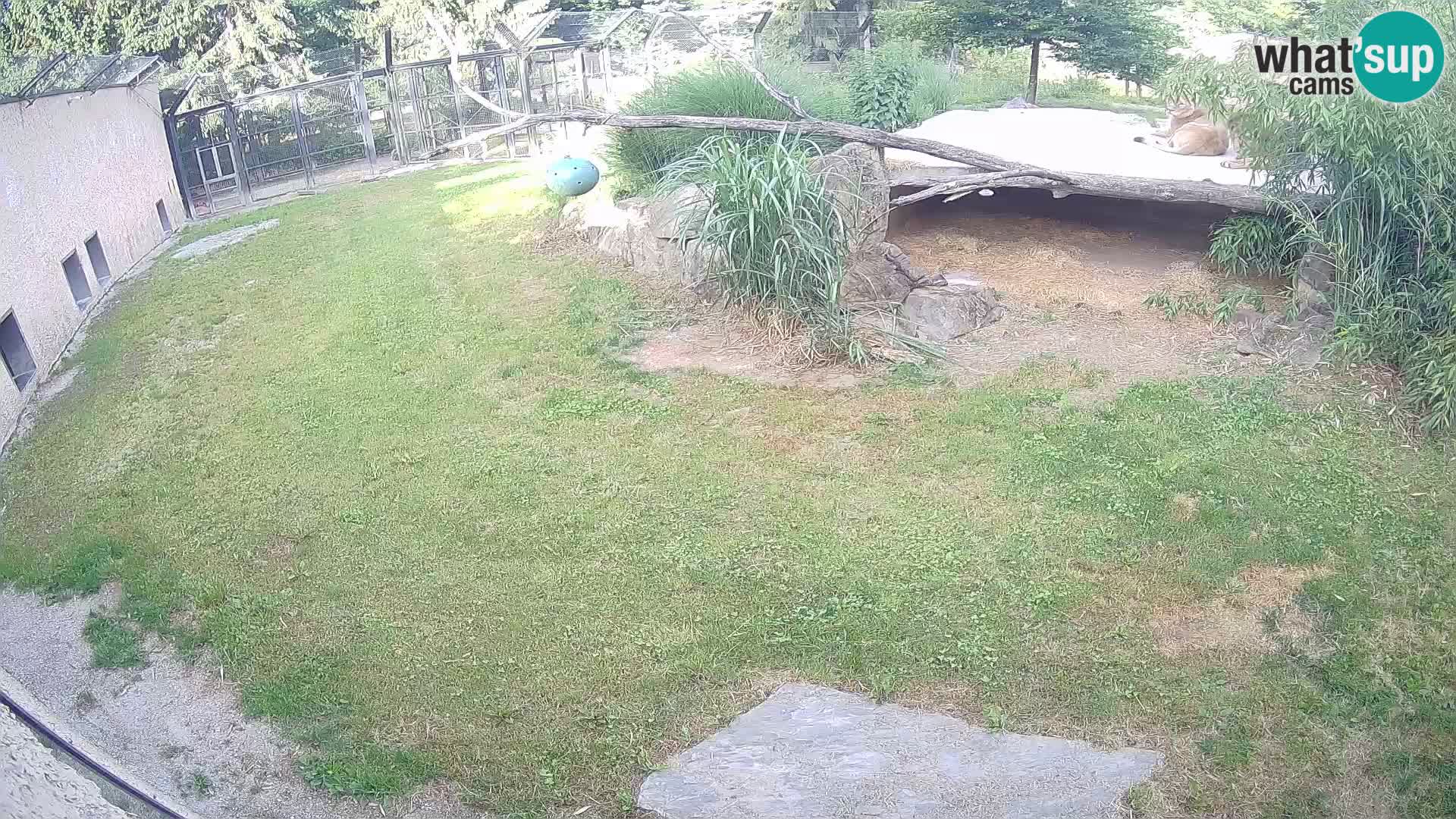 LEVI spletna kamera v živalskem vrtu Ljubljana Zoo