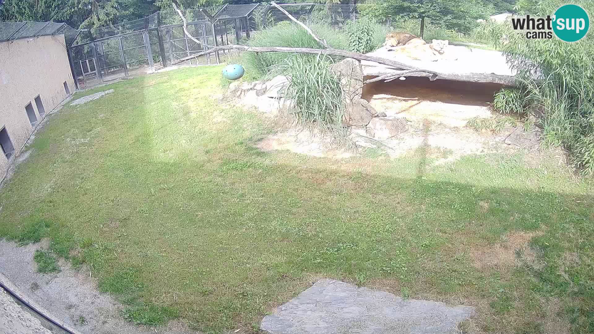LEVI spletna kamera v živalskem vrtu Ljubljana Zoo