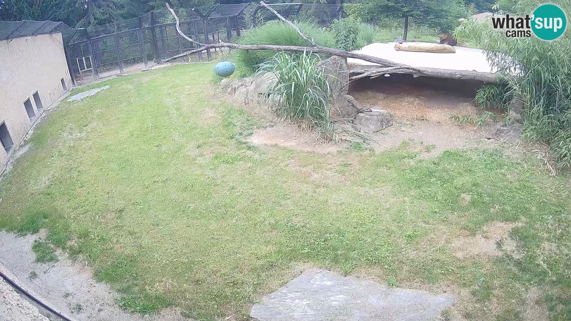 LION live Webcam in Ljubljana Zoo – Slovenia