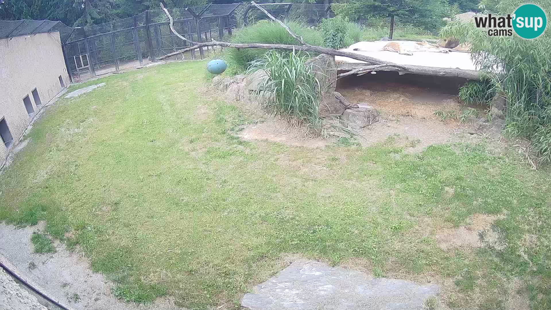LEON Webcam en vivo en Ljubljana Zoo – Eslovenia