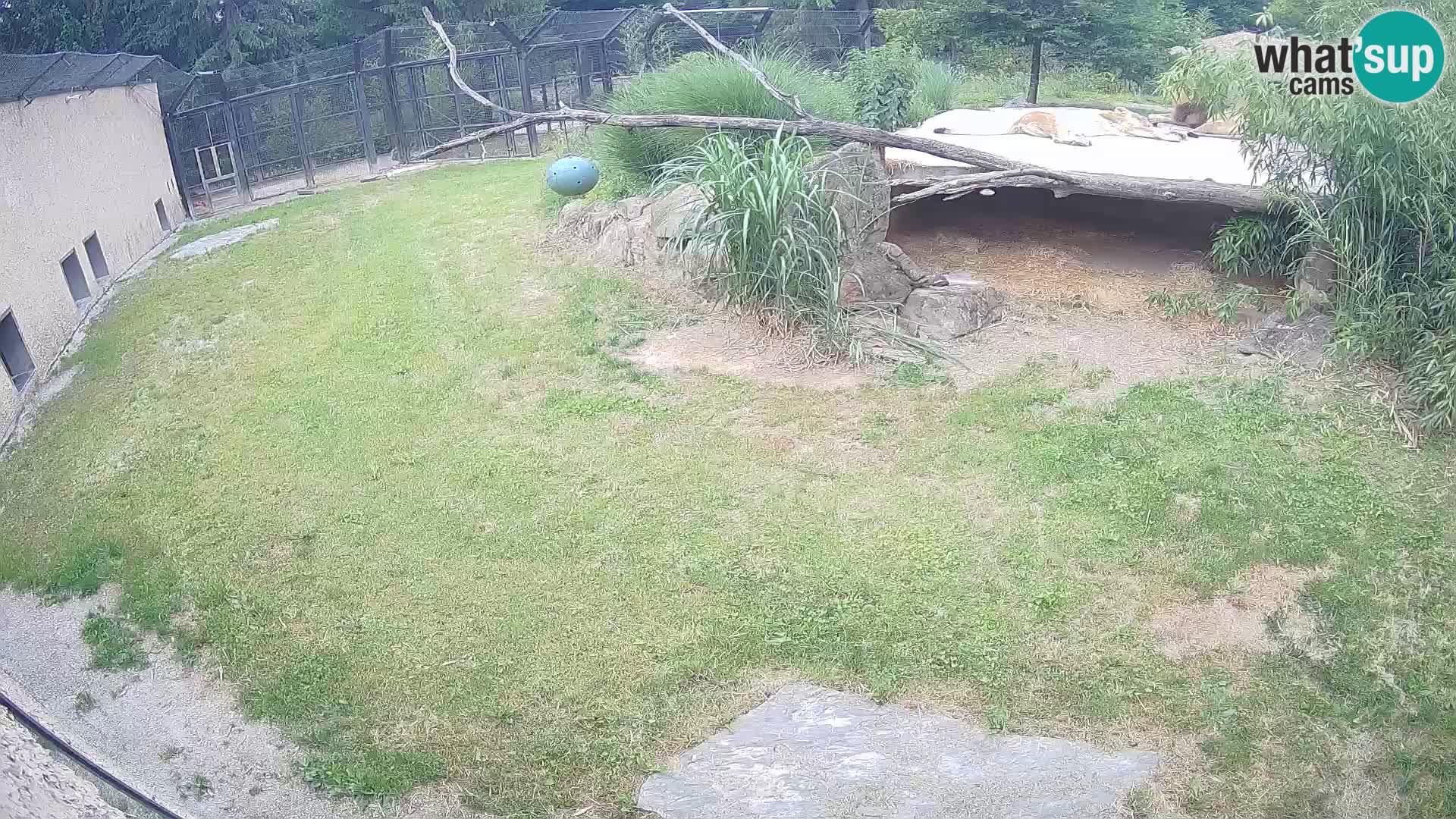 LION live Webcam in Ljubljana Zoo – Slovenia