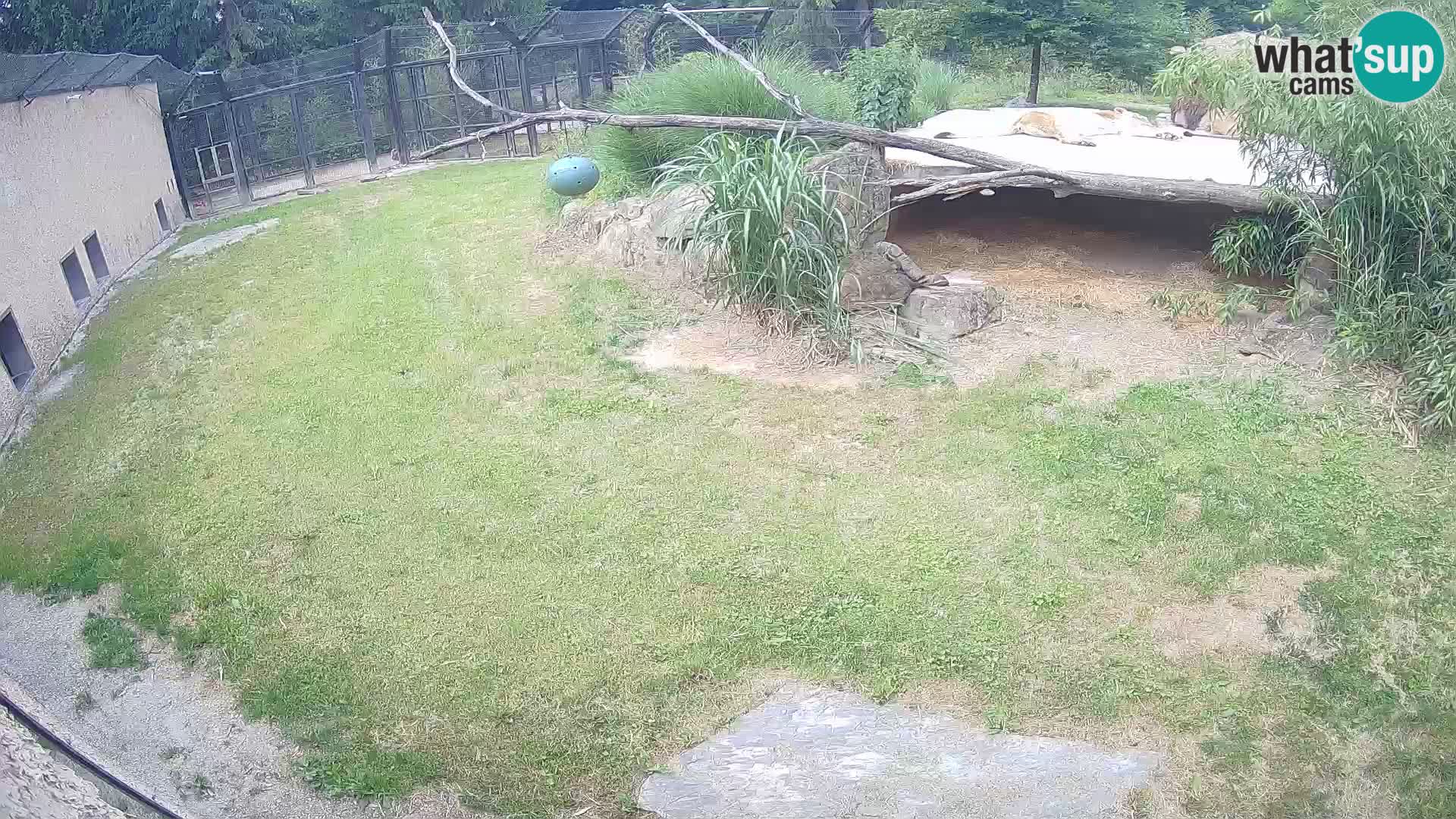 Lavovi web kamera uživo u ljubljanskom zoološkom vrtu – Slovenija