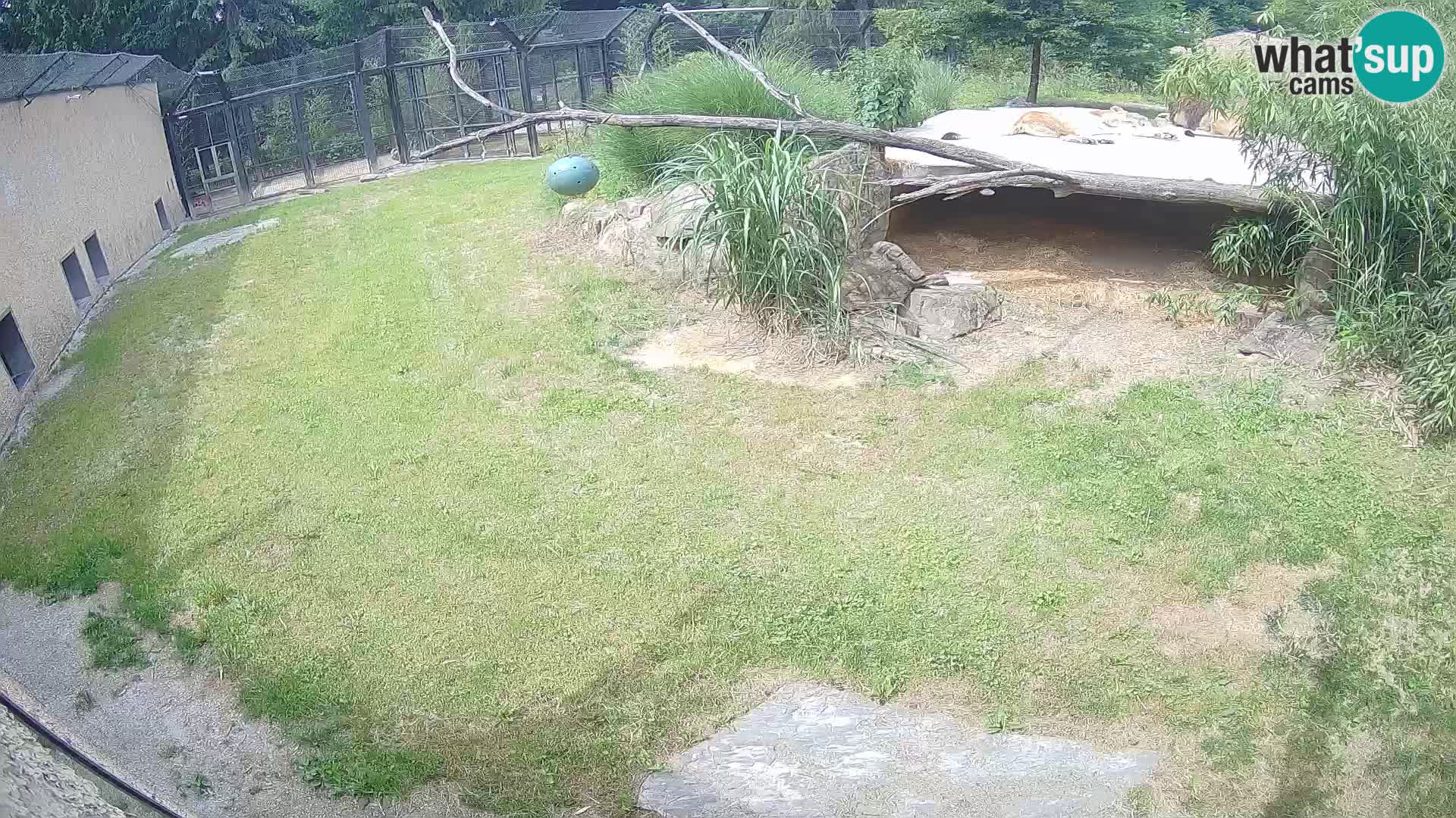 LEVI spletna kamera v živalskem vrtu Ljubljana Zoo
