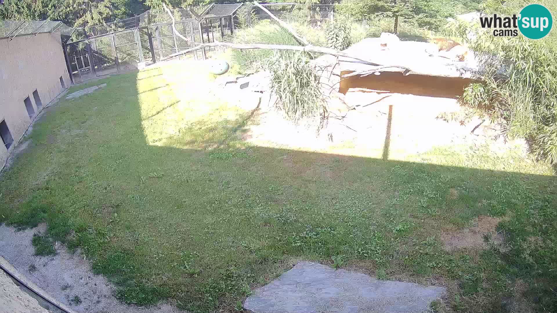 LION live Webcam in Ljubljana Zoo – Slovenia