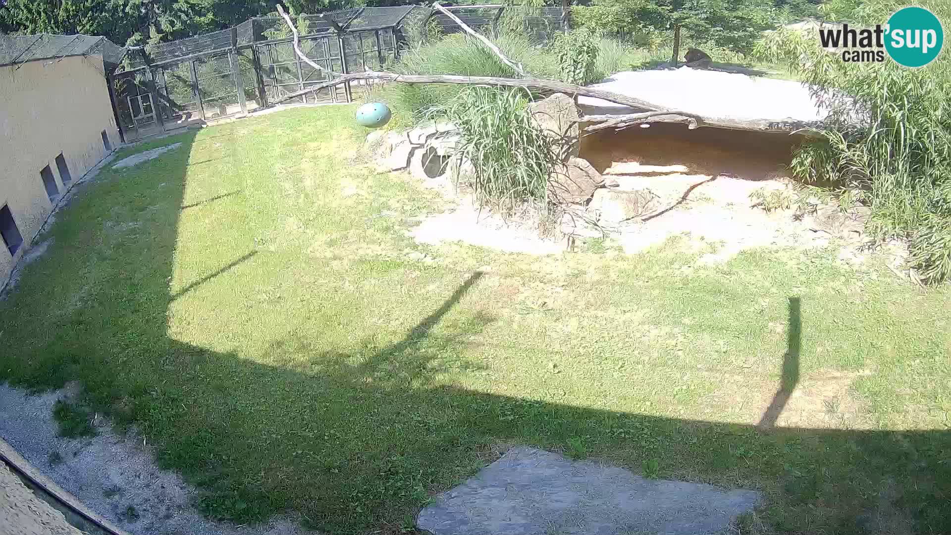 LION live Webcam in Ljubljana Zoo – Slovenia