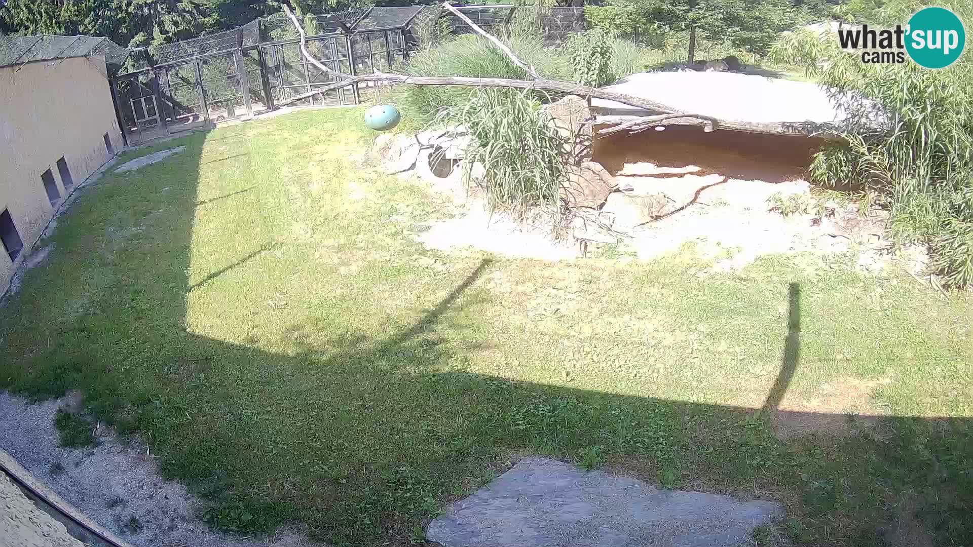 LION live Webcam in Ljubljana Zoo – Slovenia