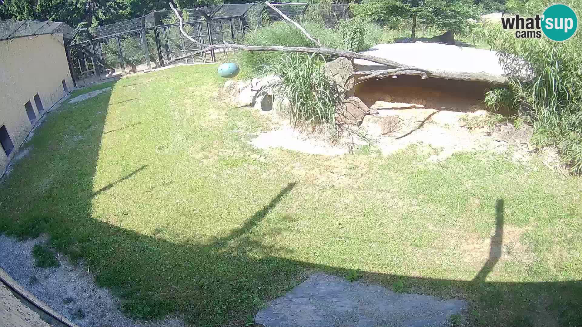 LEVI spletna kamera v živalskem vrtu Ljubljana Zoo