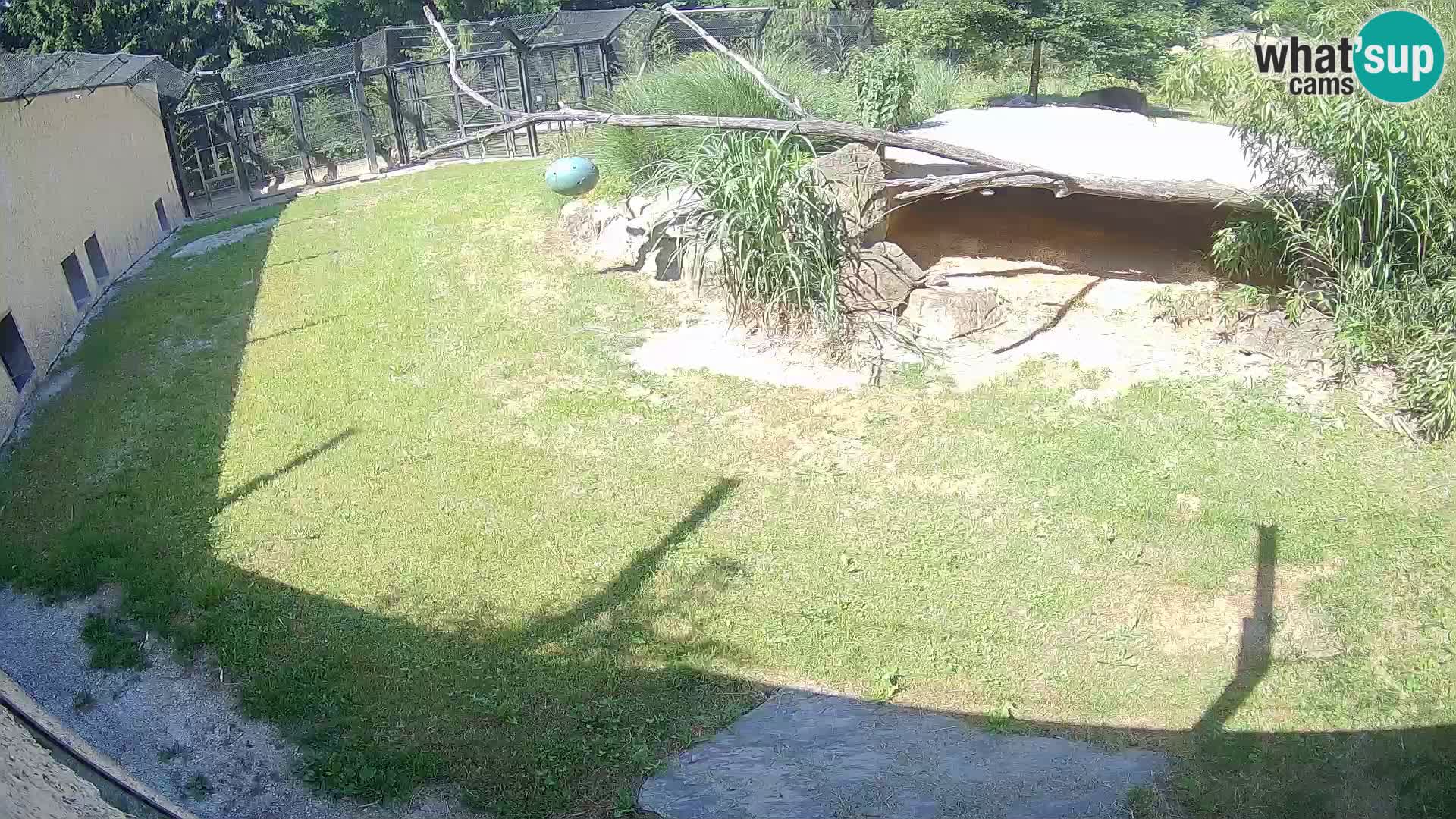 LION live Webcam in Ljubljana Zoo – Slovenia