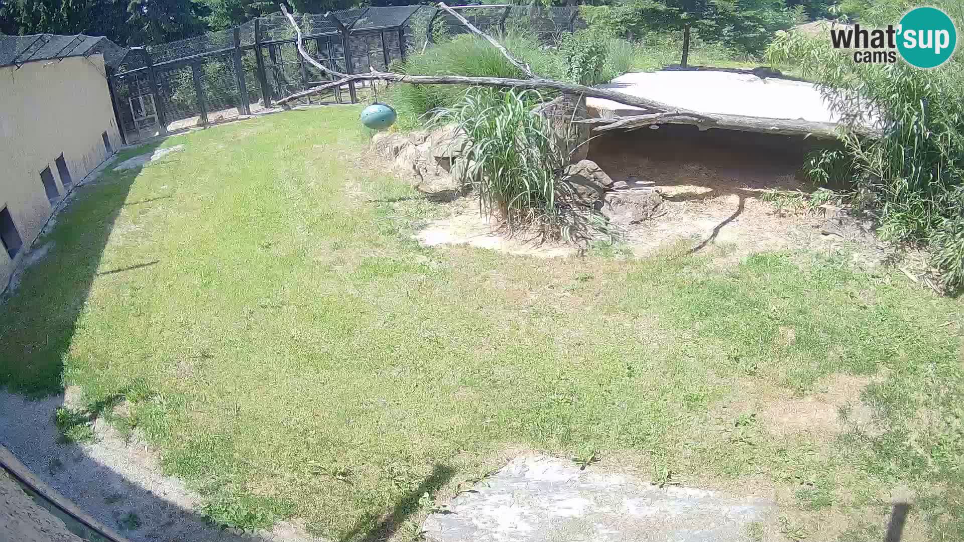 LION live Webcam in Ljubljana Zoo – Slovenia
