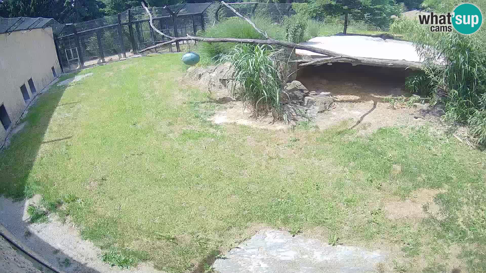 LEVI spletna kamera v živalskem vrtu Ljubljana Zoo