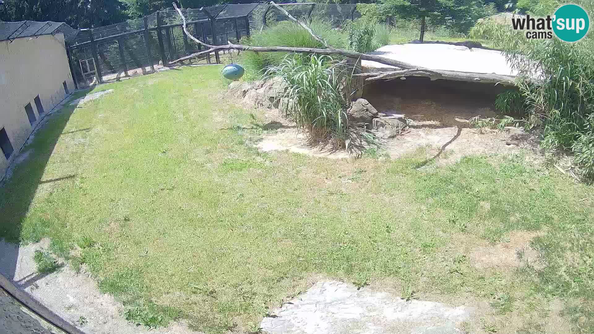 LEVI spletna kamera v živalskem vrtu Ljubljana Zoo
