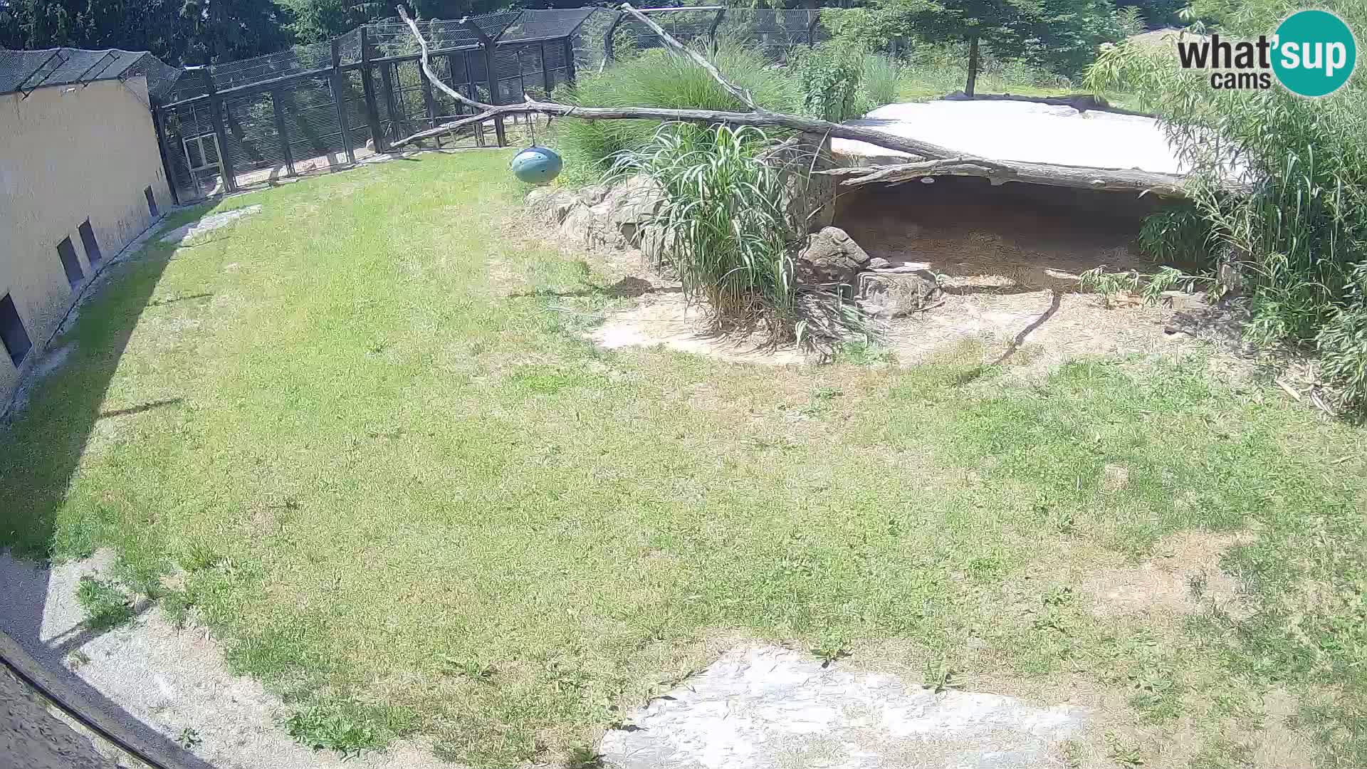 LEVI spletna kamera v živalskem vrtu Ljubljana Zoo