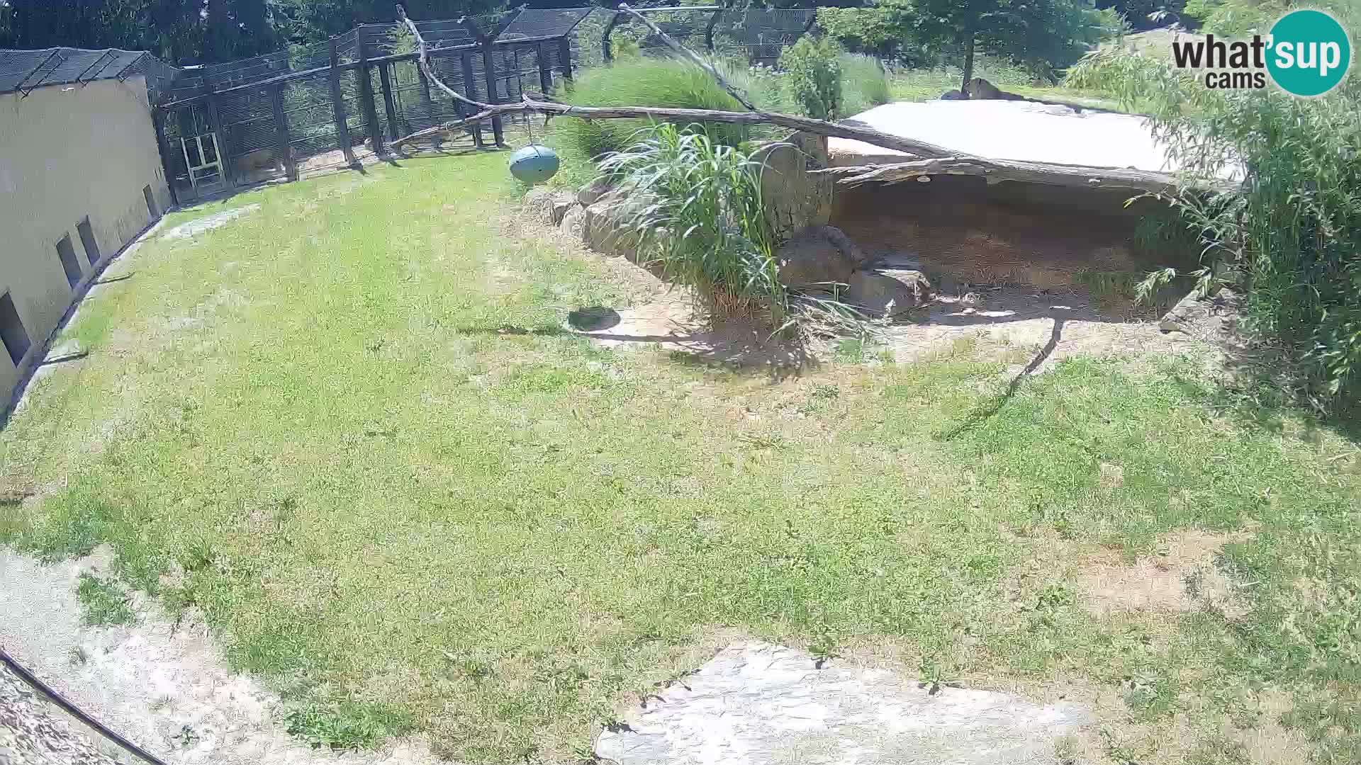 Lavovi web kamera uživo u ljubljanskom zoološkom vrtu – Slovenija