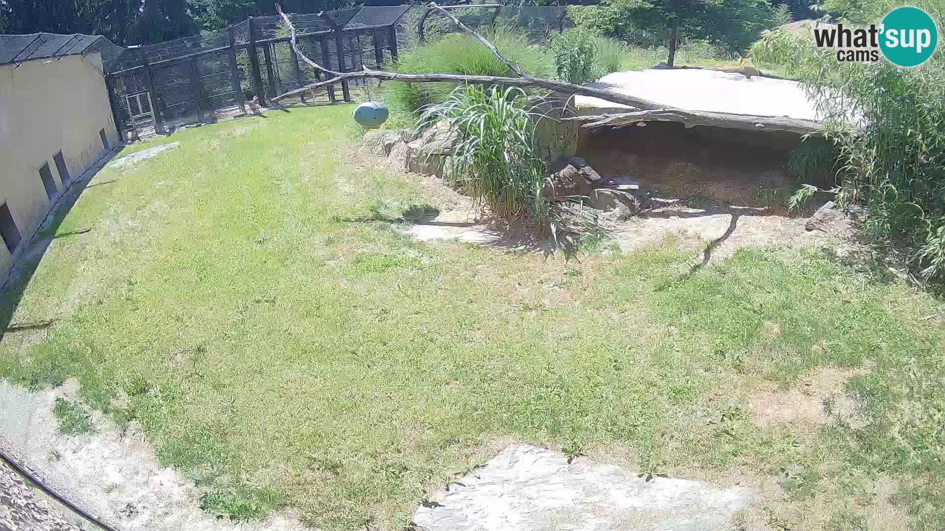 LEVI spletna kamera v živalskem vrtu Ljubljana Zoo