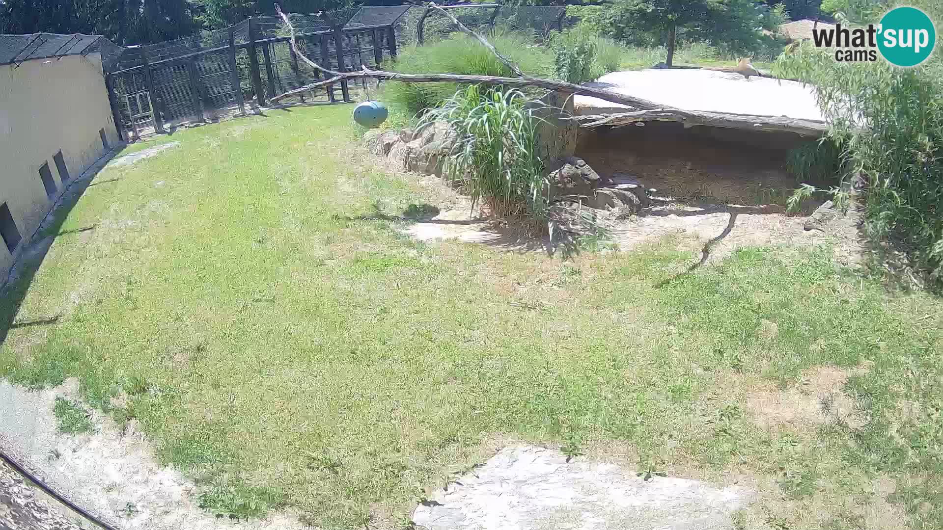 LEVI spletna kamera v živalskem vrtu Ljubljana Zoo