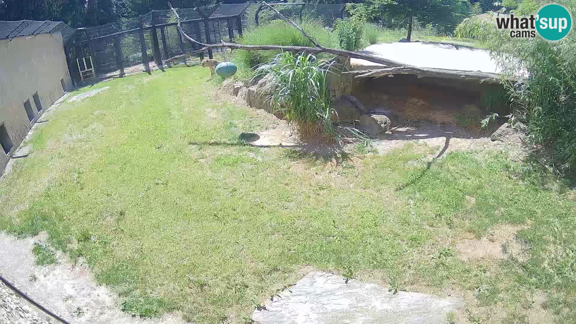 LEVI spletna kamera v živalskem vrtu Ljubljana Zoo