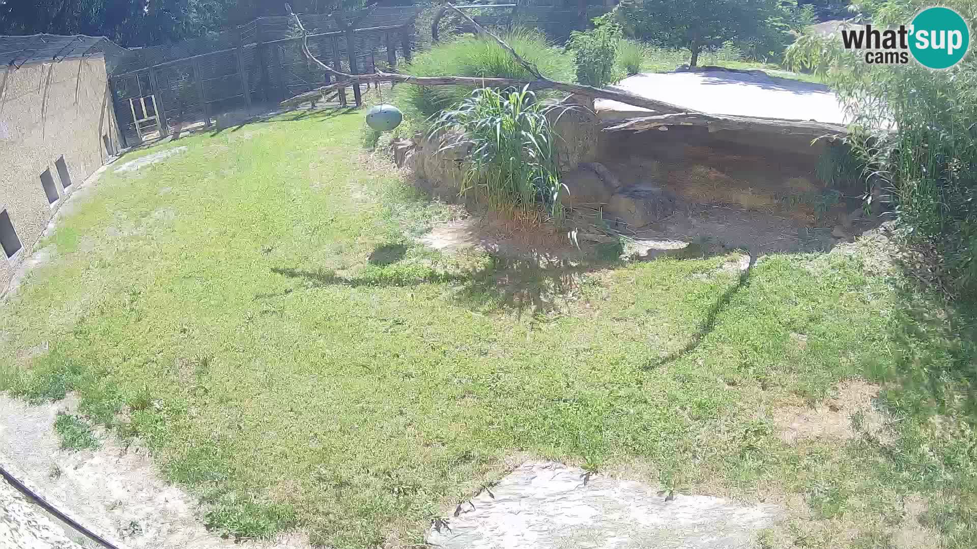 LEVI spletna kamera v živalskem vrtu Ljubljana Zoo