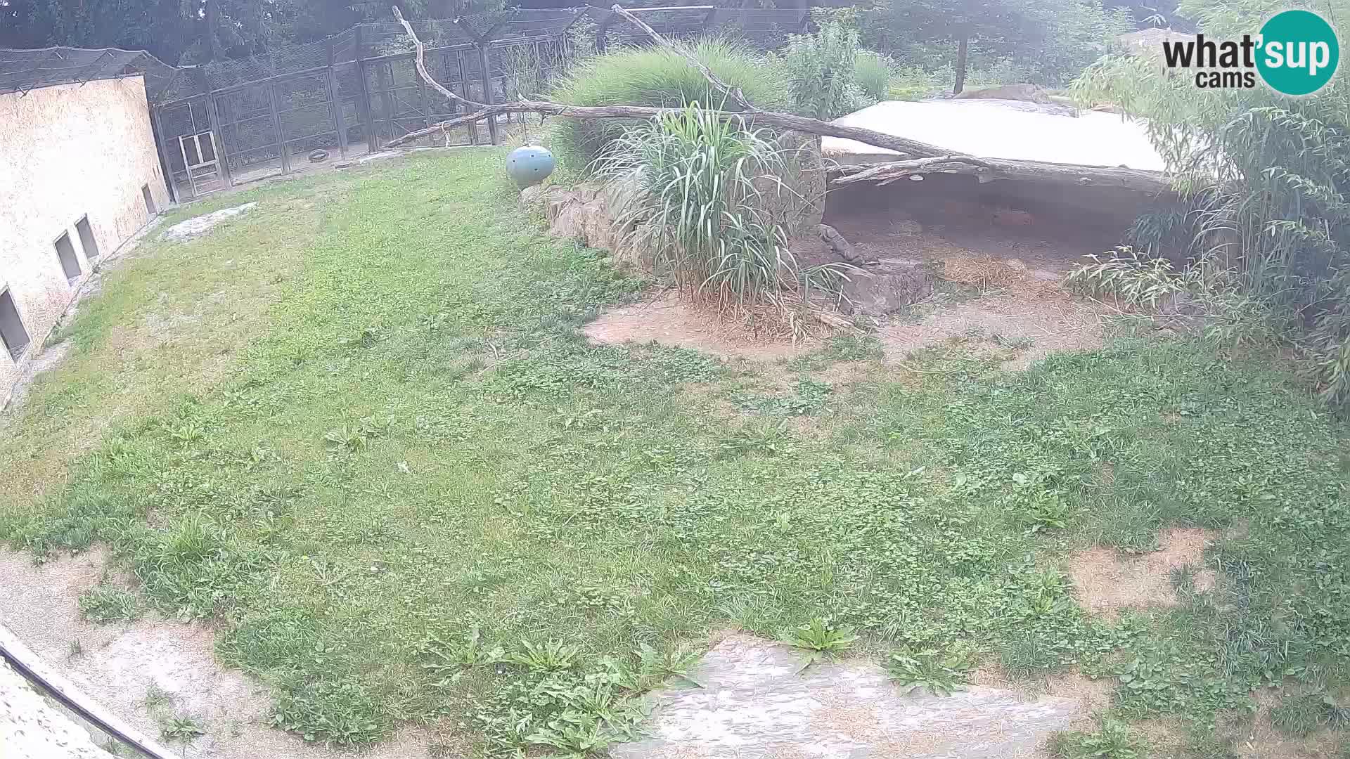 LION webcam en direct du zoo de Ljubljana – Slovénie