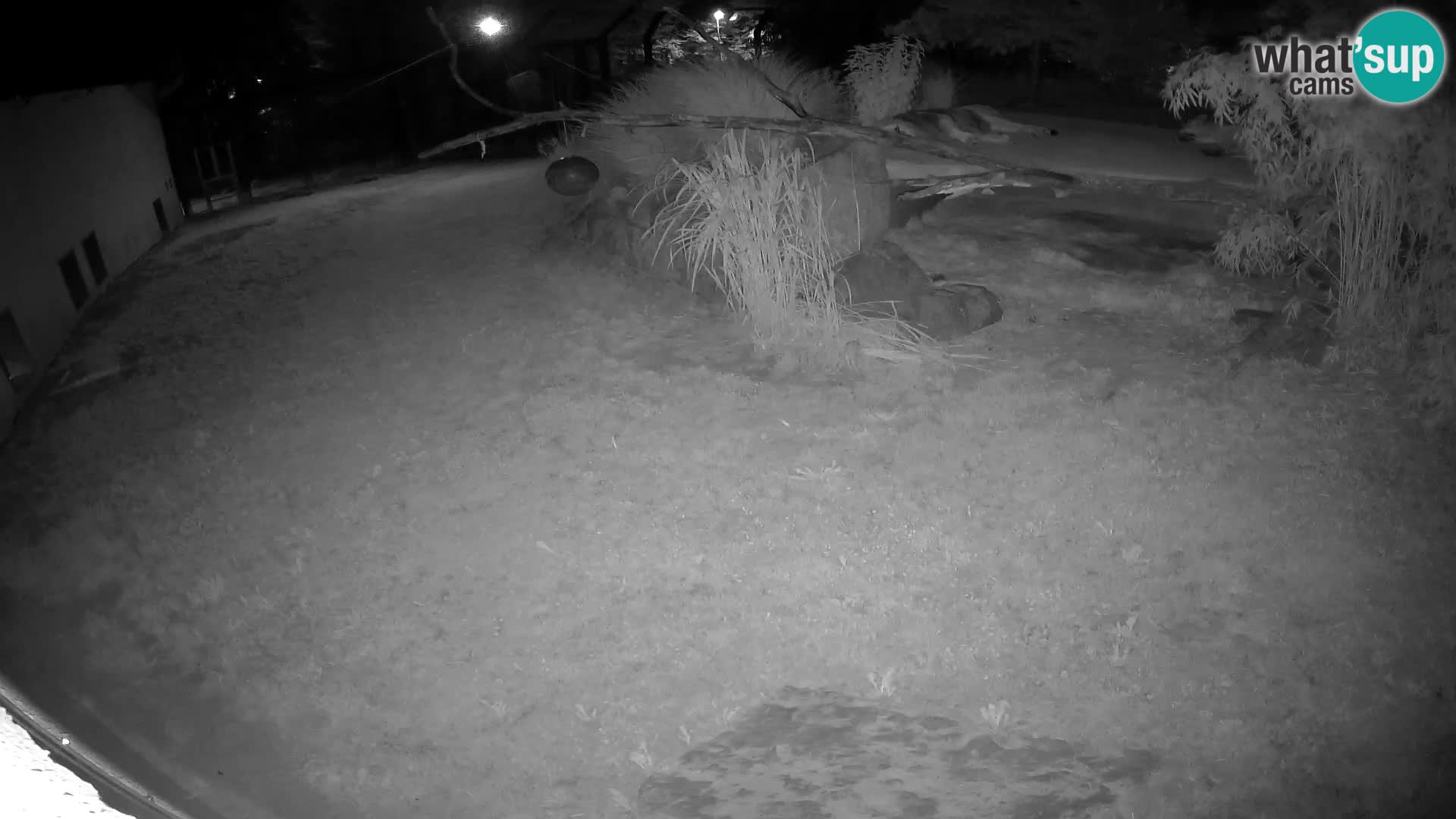 LION live Webcam in Ljubljana Zoo – Slovenia
