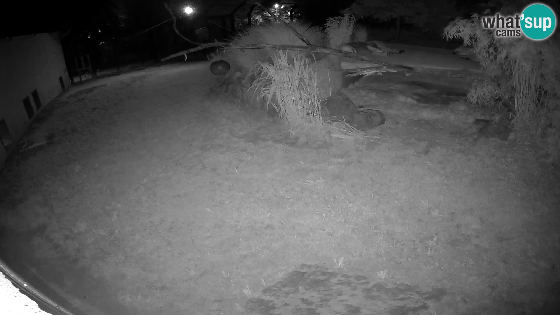 LION live Webcam in Ljubljana Zoo – Slovenia