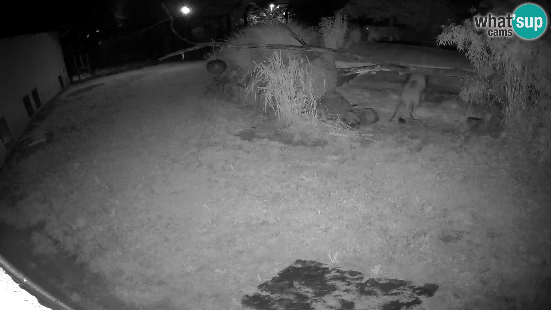 LION live Webcam in Ljubljana Zoo – Slovenia