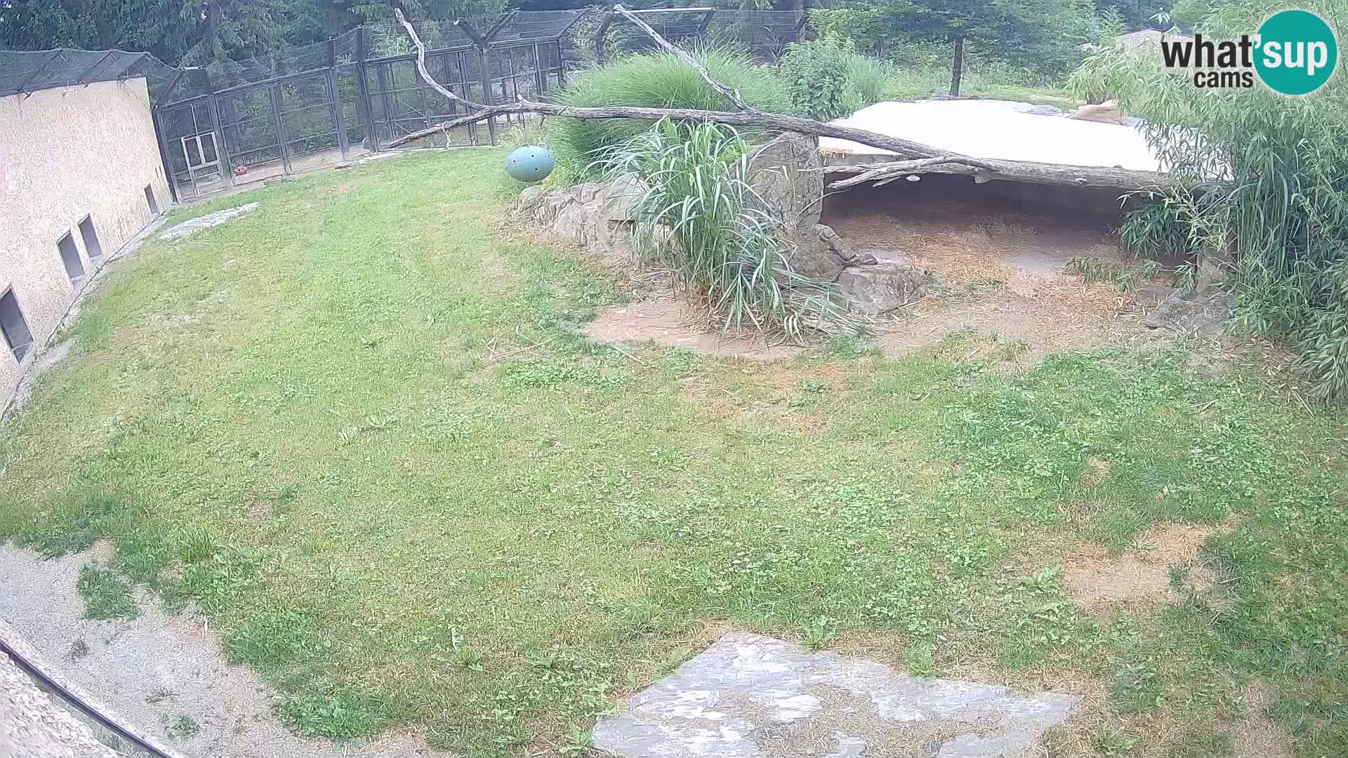 Löwe live Webcam im Zoo von Ljubljana – Slowenien