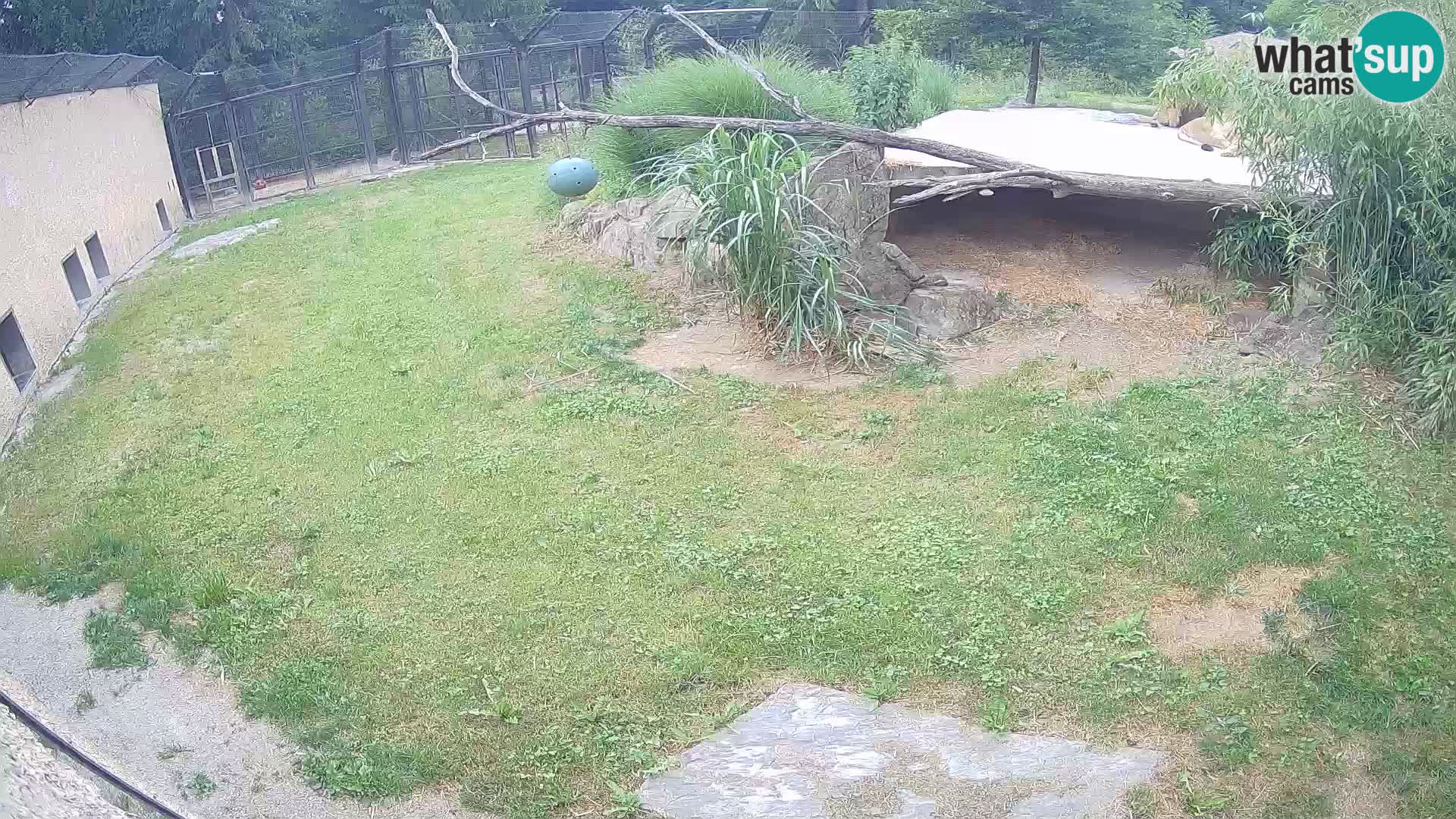 LION live Webcam in Ljubljana Zoo – Slovenia