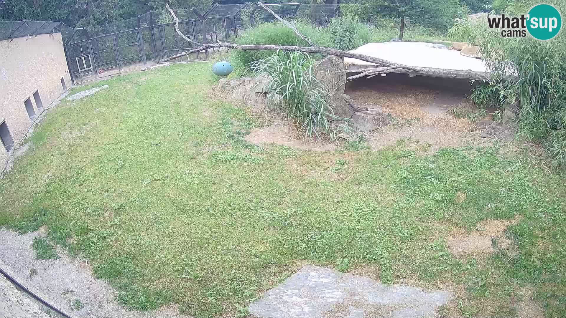 LION live Webcam in Ljubljana Zoo – Slovenia