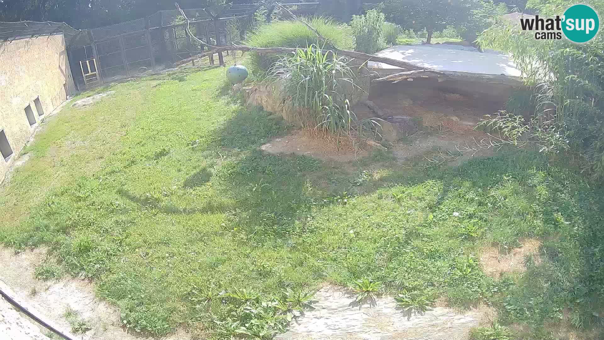 LEON Webcam en vivo en Ljubljana Zoo – Eslovenia