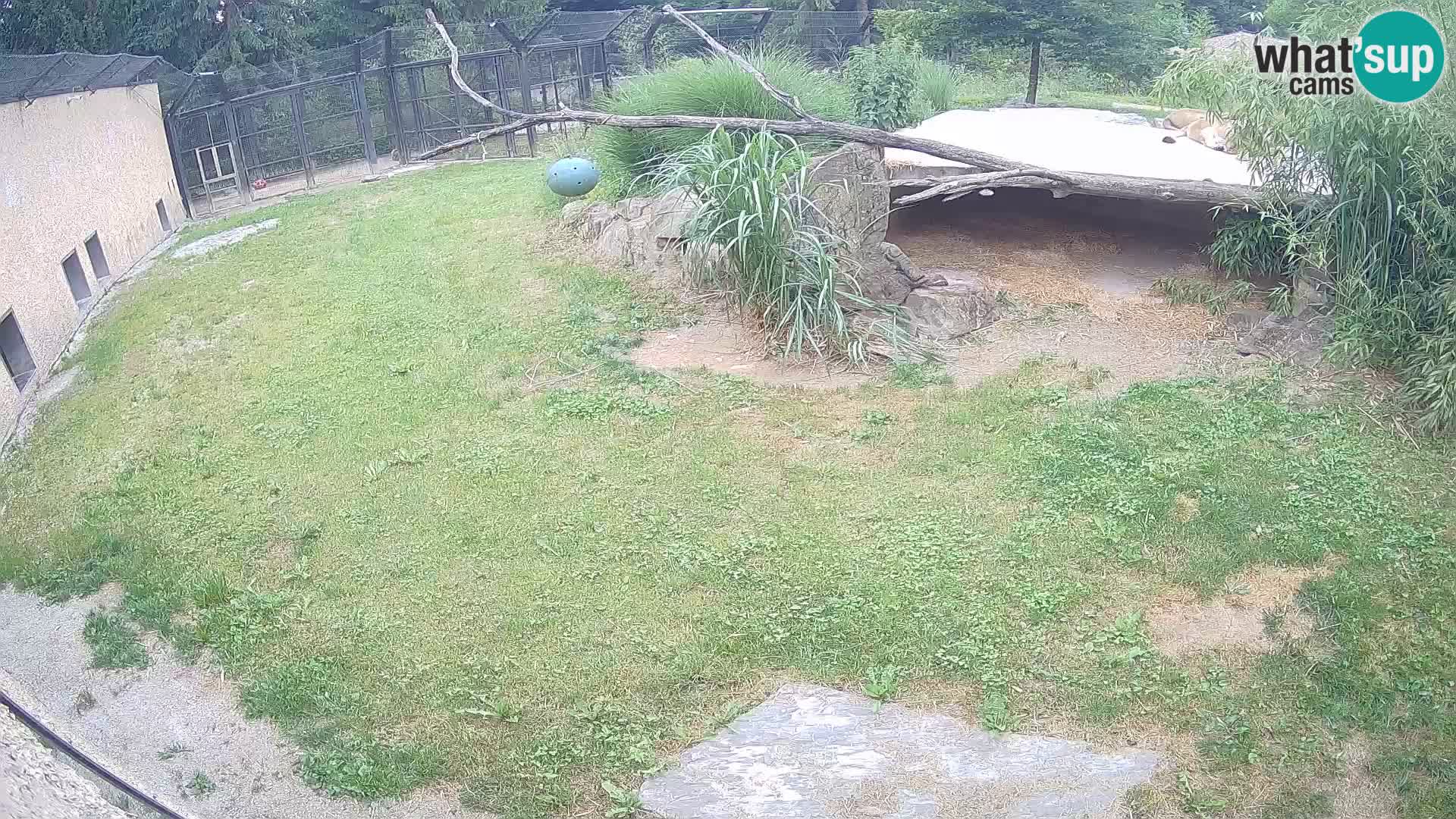 LION live Webcam in Ljubljana Zoo – Slovenia