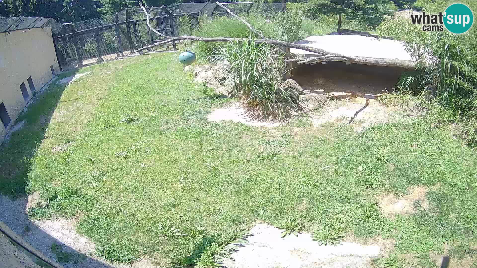 LEONE live Webcam nello zoo di Lubiana – Slovenia