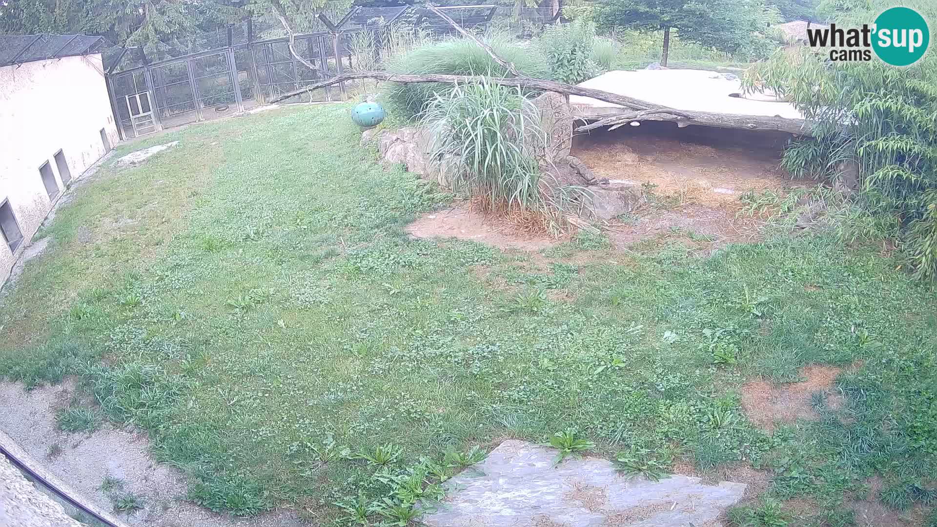 Löwe live Webcam im Zoo von Ljubljana – Slowenien