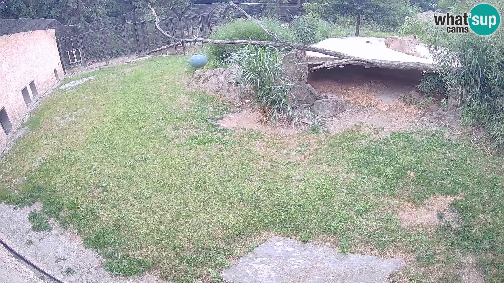 LION live Webcam in Ljubljana Zoo – Slovenia