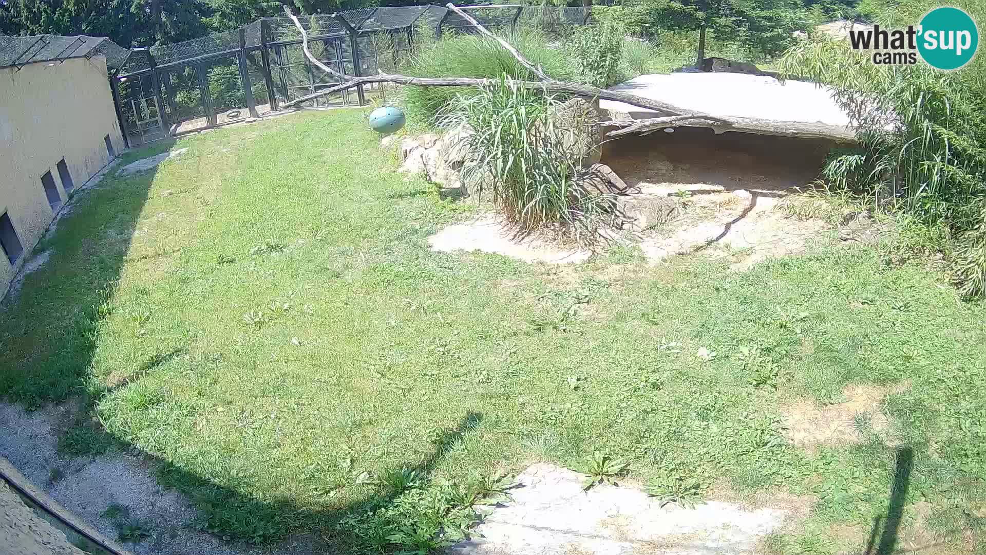Lavovi web kamera uživo u ljubljanskom zoološkom vrtu – Slovenija