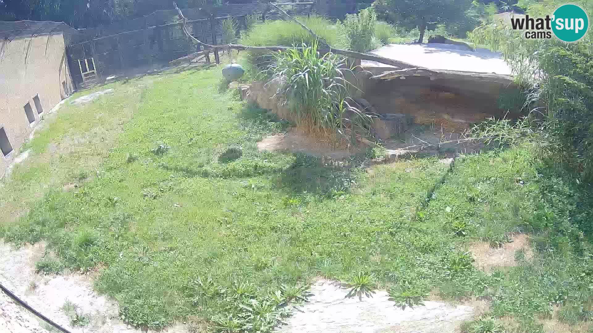 LION live Webcam in Ljubljana Zoo – Slovenia