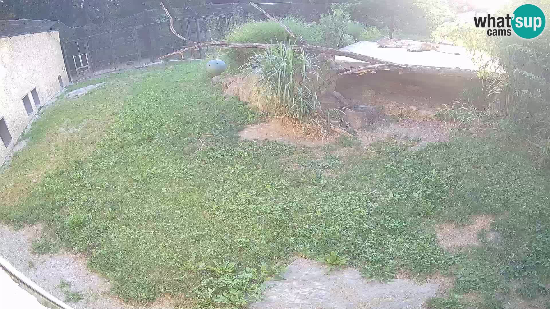 LEON Webcam en vivo en Ljubljana Zoo – Eslovenia