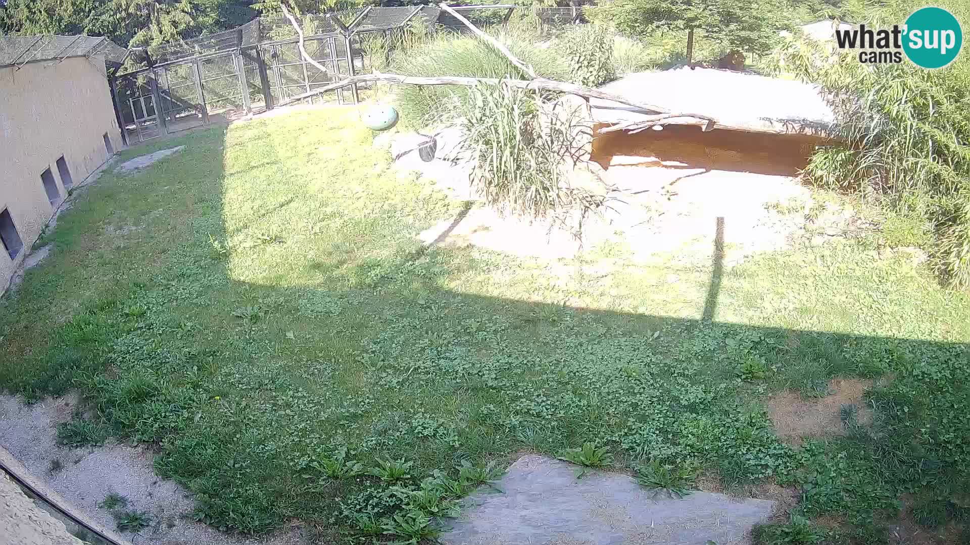 LEON Webcam en vivo en Ljubljana Zoo – Eslovenia