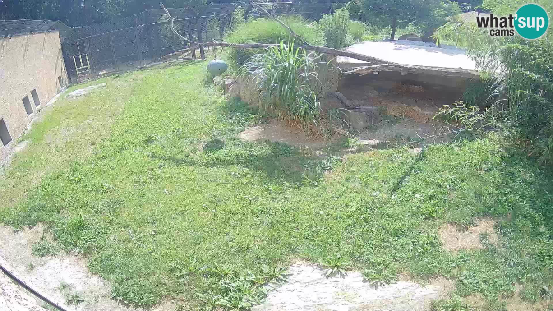 LION webcam en direct du zoo de Ljubljana – Slovénie