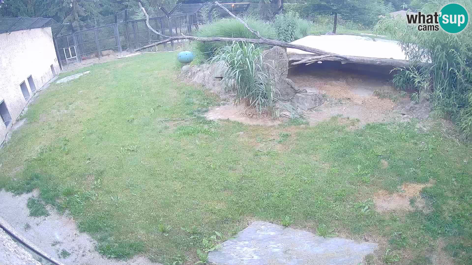 LEON Webcam en vivo en Ljubljana Zoo – Eslovenia
