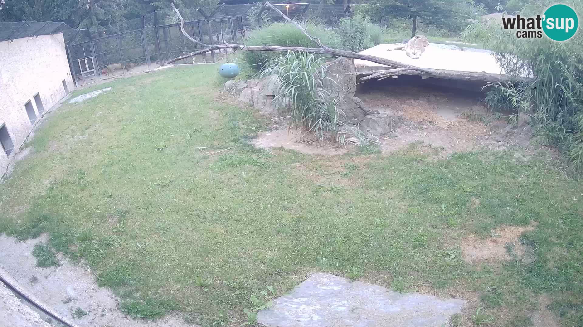 LEONE live Webcam nello zoo di Lubiana – Slovenia