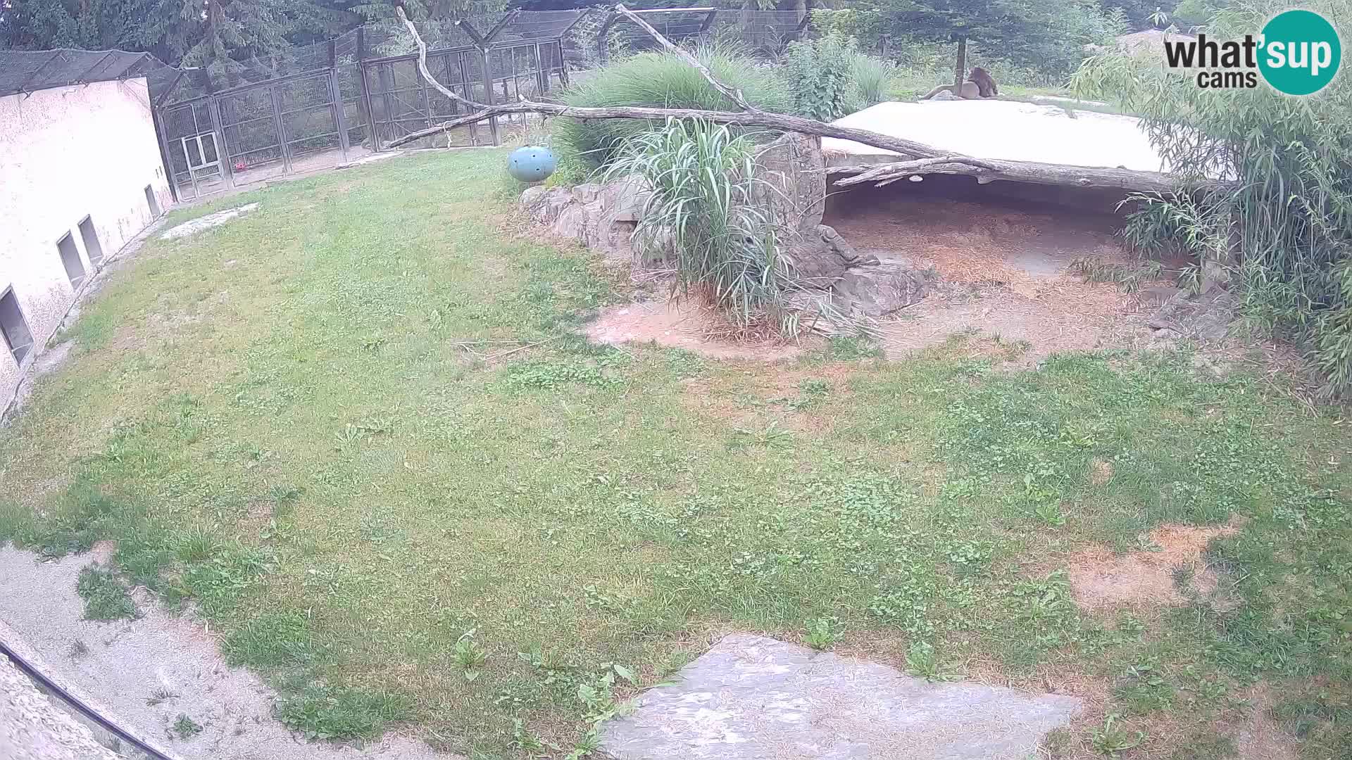 LEVI spletna kamera v živalskem vrtu Ljubljana Zoo