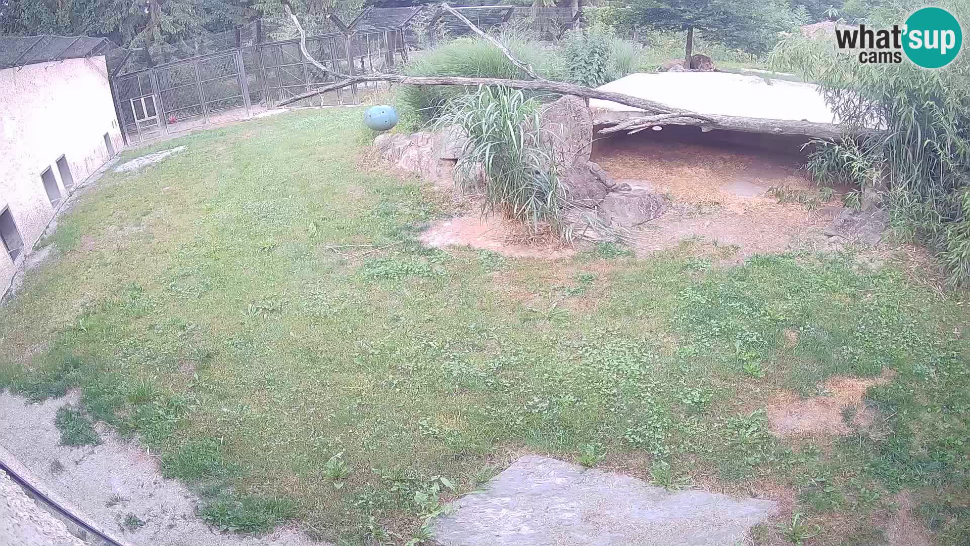 Lavovi web kamera uživo u ljubljanskom zoološkom vrtu – Slovenija