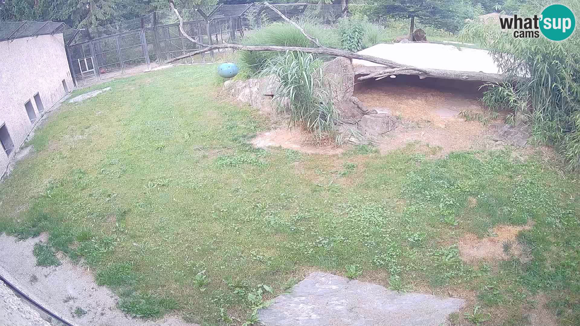 LEON Webcam en vivo en Ljubljana Zoo – Eslovenia