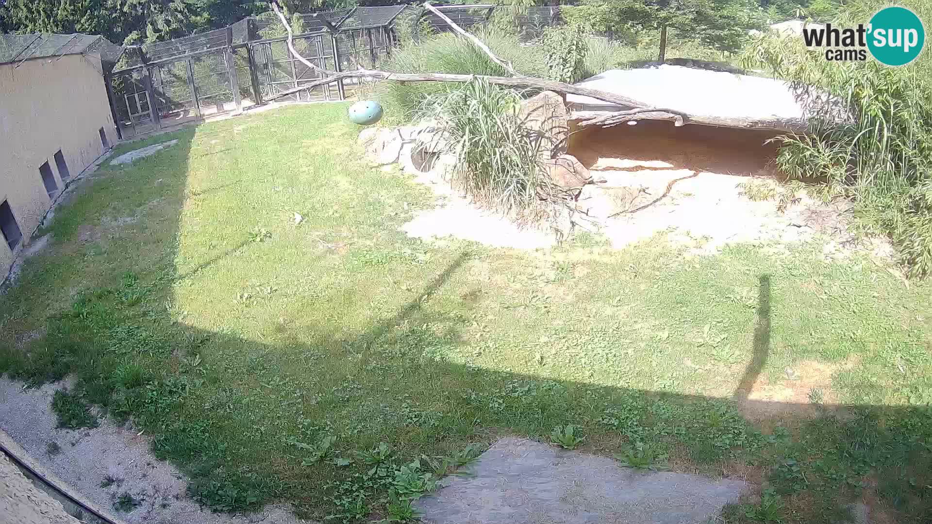 Lavovi web kamera uživo u ljubljanskom zoološkom vrtu – Slovenija