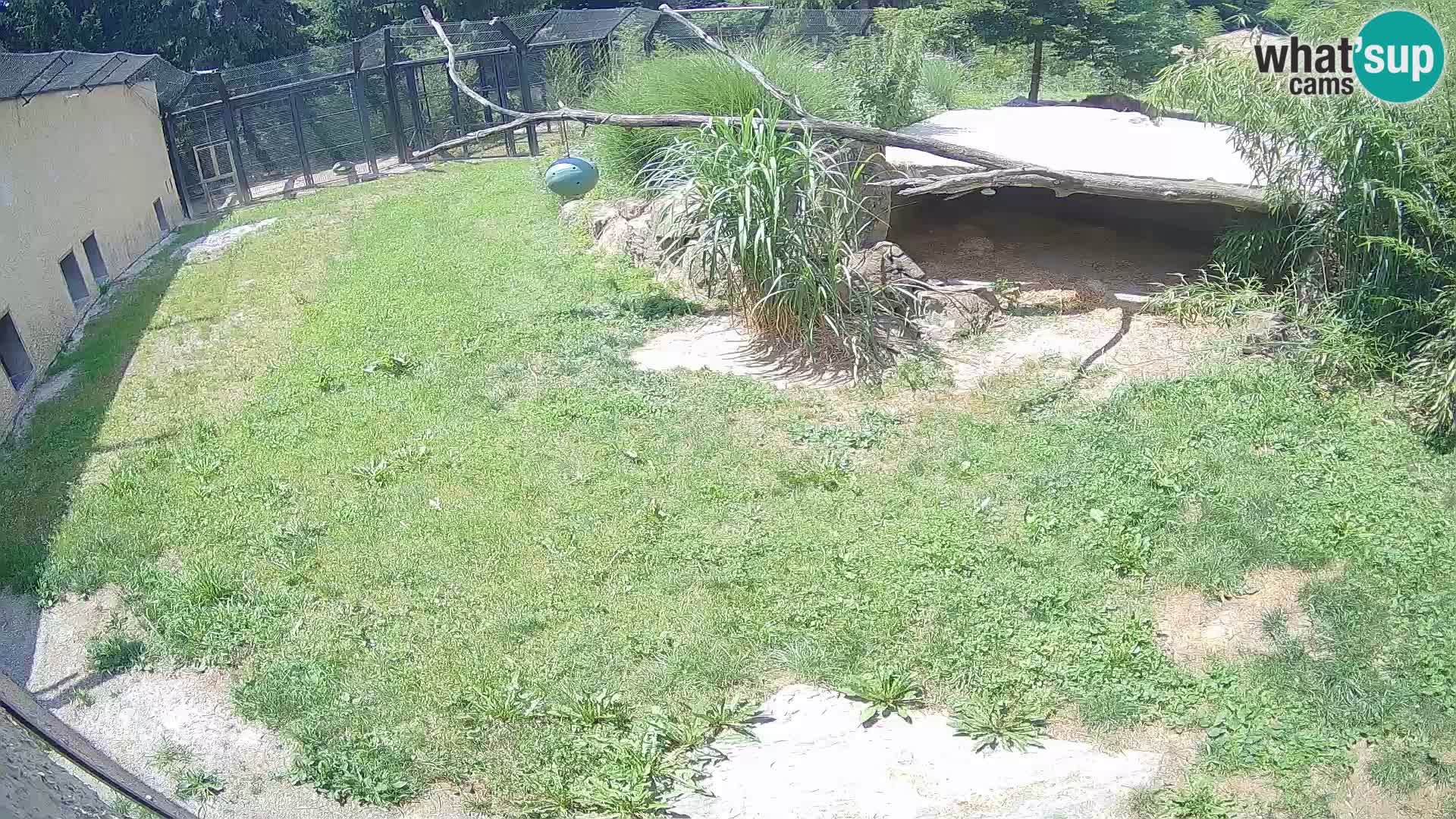 LEONE live Webcam nello zoo di Lubiana – Slovenia