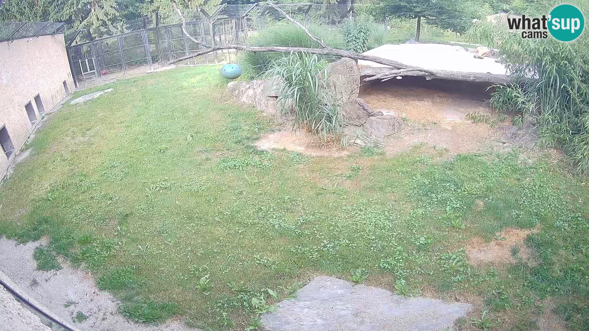 Lavovi web kamera uživo u ljubljanskom zoološkom vrtu – Slovenija